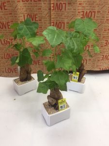 זרים וסידורי פרחים