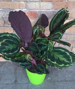 זרים וסידורי פרחים